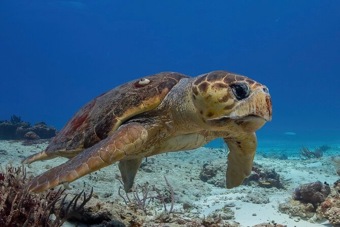 Cozumel underwater 2 Tank Dive by boat - Key highlights you’ll care about