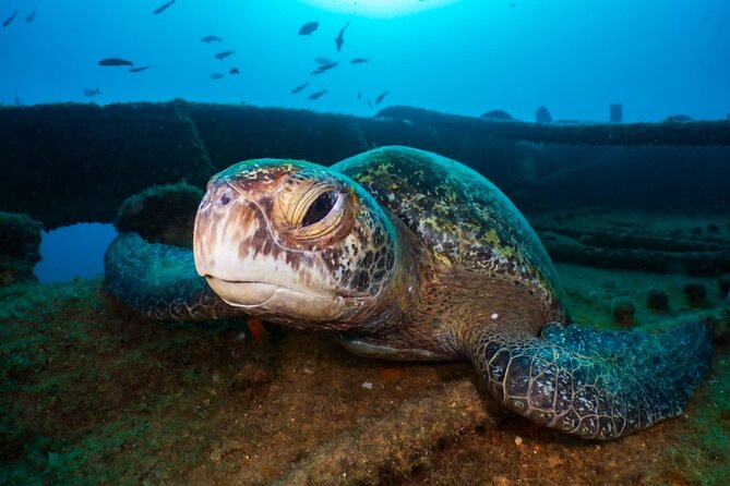 Cozumel underwater 2 Tank Dive by boat - Price and value: what $142.72 covers on a two-tank reef day