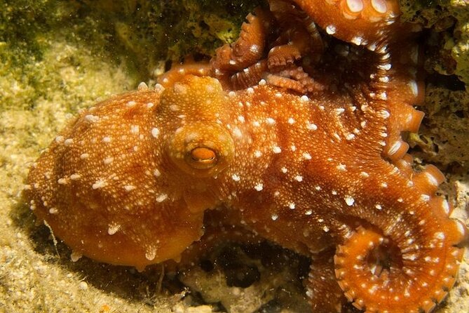 Crete-Chania: Snorkeling & Scuba Dive for Beginners by Boat - Photos and video: the part you’ll thank yourself for later