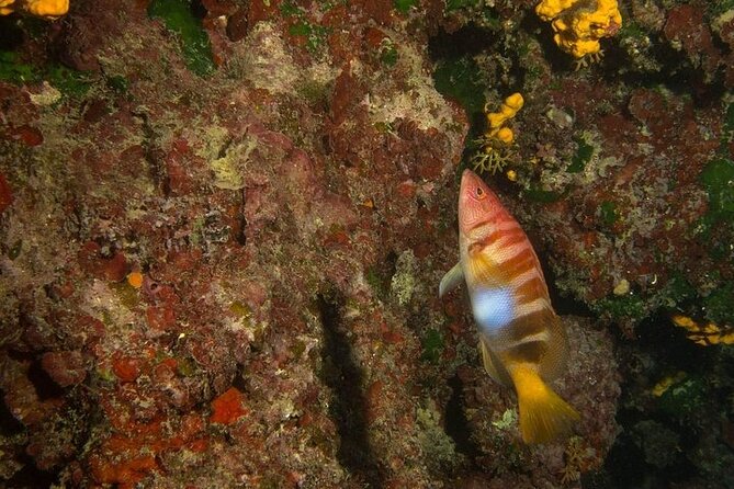 Crete-Chania: Snorkeling & Scuba Dive for Beginners by Boat - What’s included (and what you’ll need to bring)