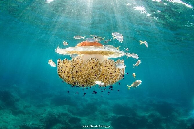 Crete-Chania: Snorkeling & Scuba Dive for Beginners by Boat - Who this tour fits best in Chania