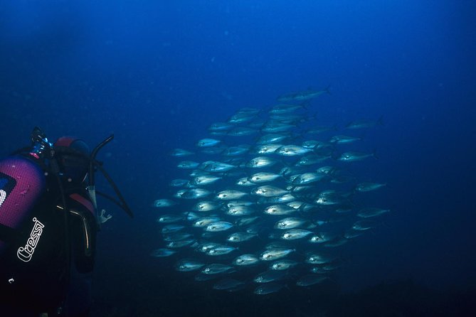 Crete Introductory Scuba Diving Experience - Your Half-Day Schedule: Theory to Shallow Water