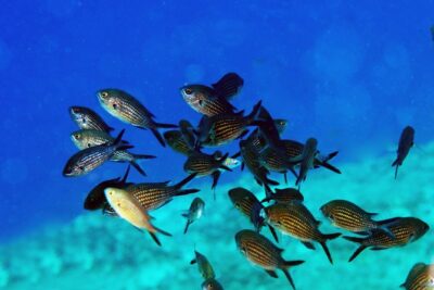 Crete Introductory Scuba Diving Experience - Open-Water Session to 3–6m: What You Can Expect