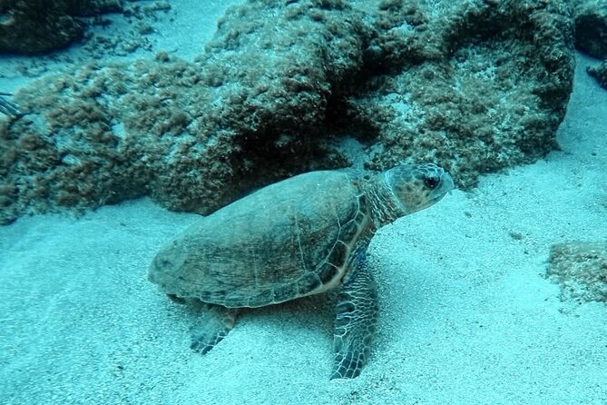 Crete: Scuba Diving for Certified Divers in Chania - Gear and insurance: what’s included so you can travel lighter