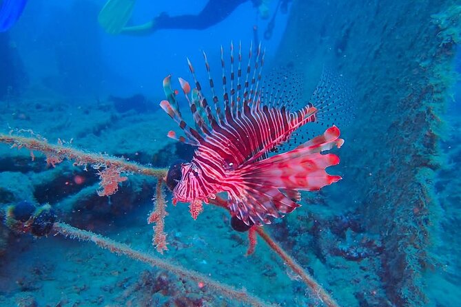 Crete: Scuba Diving for Certified Divers in Chania - What to bring and how to make the day effortless