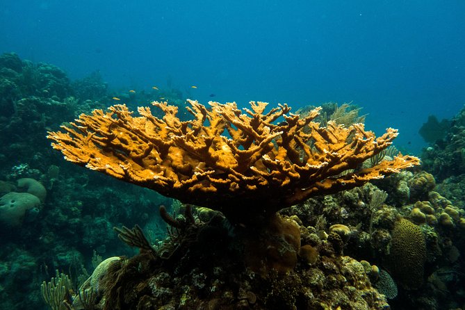 Cruise Excursion – 2 Scuba Dives with transport (for certified divers) - Key things to know before you book