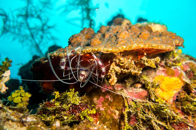 Cruise Excursion – 2 Scuba Dives with transport (for certified divers) - Mixed-Group Day: Snorkeling Options for Non-Divers