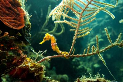 Cruise Excursion – 2 Scuba Dives with transport (for certified divers) - Pickup at Coxen Hole or Mahogany Bay: Fewer Headaches