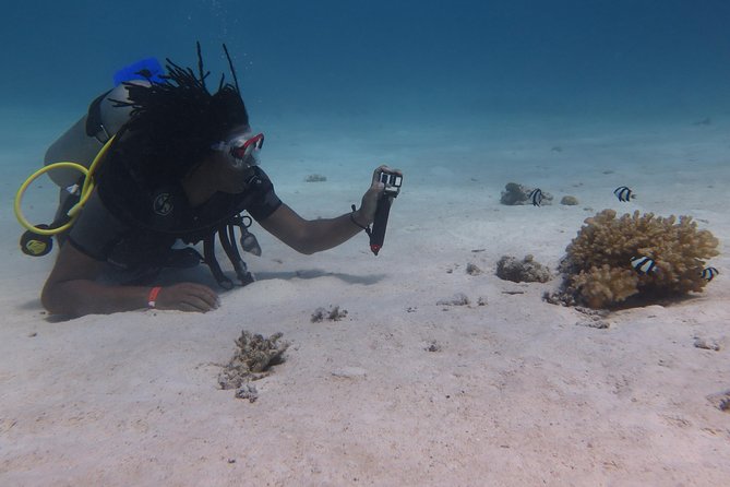 Daily 2 Dives with Equipment from Hurghada - Boat Morning to Lunch: The Rhythm of the Day