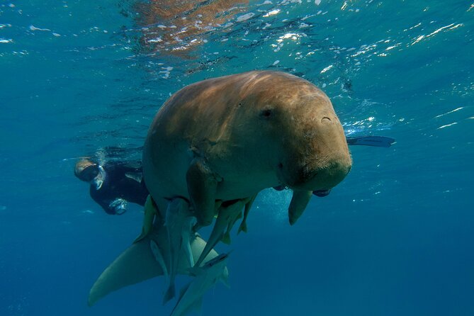 Daily Dive with Dugongs & Turtles at Marsa Mubarak | Marsa Alam - Key highlights that matter