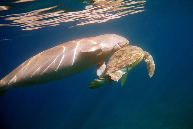 Daily Dive with Dugongs & Turtles at Marsa Mubarak | Marsa Alam - Marsa Mubarak Bay: the Red Sea spot that puts seagrass grazers in your path