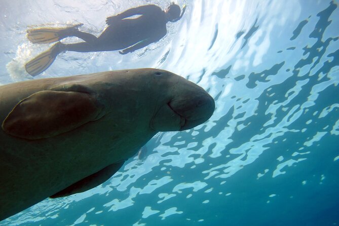 Daily Dive with Dugongs & Turtles at Marsa Mubarak | Marsa Alam - Getting there, gear, and on-the-day comfort