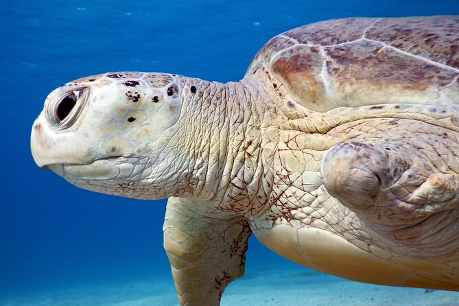 Daily Dive with Dugongs & Turtles at Marsa Mubarak | Marsa Alam - From Scuba World to the water: how your ~2-hour outing actually plays out