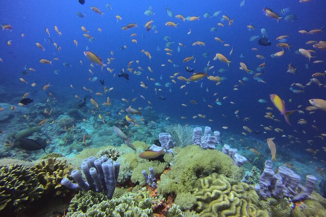 Day Trip Discover Scuba dive in Nusa Penida 2 dives (From Sanur - South Bali) - Nusa Penida’s “first day” sweet spot: Sanur to Lembongan to the open water