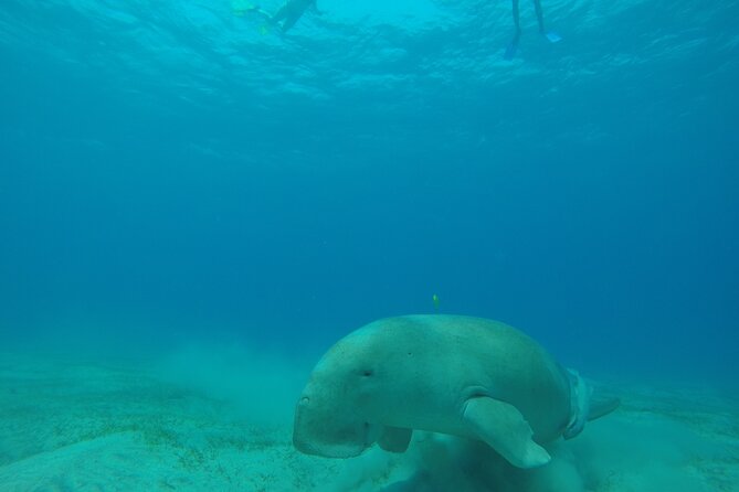 Day trip Snorkel or Dive with Dugong and Turtles - Key things that matter on this day