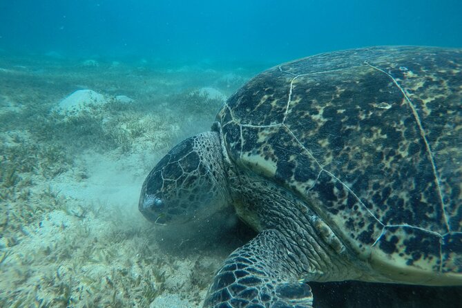 Day trip Snorkel or Dive with Dugong and Turtles - Port Ghalib start: how the day actually begins