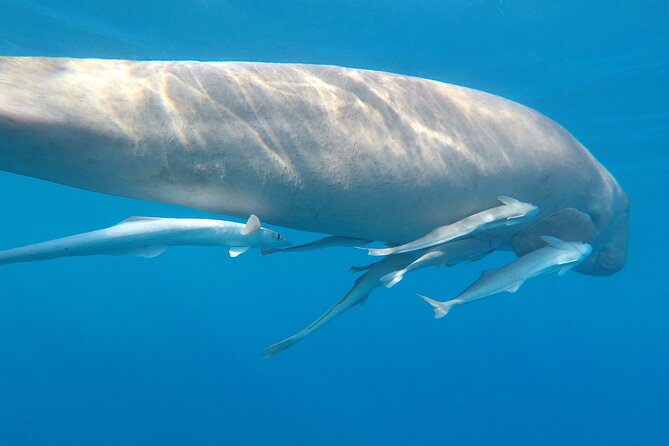Day trip Snorkel or Dive with Dugong and Turtles - The first underwater session (09:00–10:00): set yourself up to see life