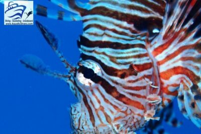 Day trip Snorkel or Dive with Dugong and Turtles - Sailing to Marsa Mubarak: weather decides the pacing