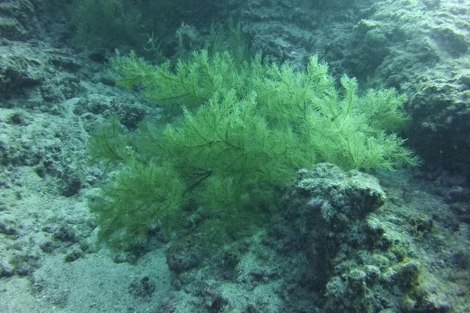 DEEP DIVING SPECIALITY - Discover a new world up to 40m depth ! - Why Tenerife’s 40m specialty feels like the right “next step”