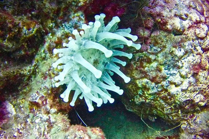 DEEP DIVING SPECIALITY - Discover a new world up to 40m depth ! - Price and value: $439.13 for 2 days, four sessions, equipment, and photos