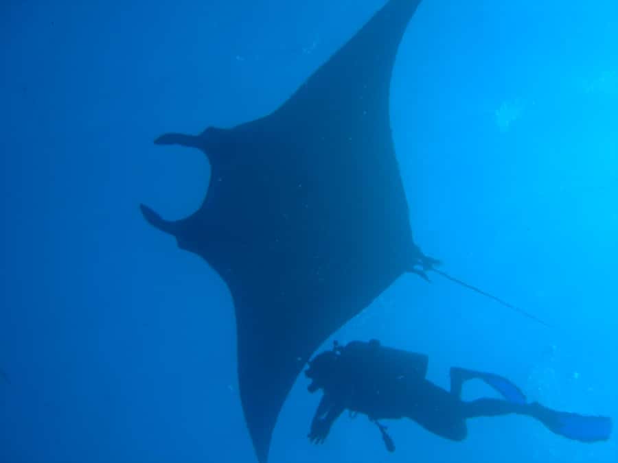 Dimaniyat Islands Scuba Diving Trip - Key highlights before you go