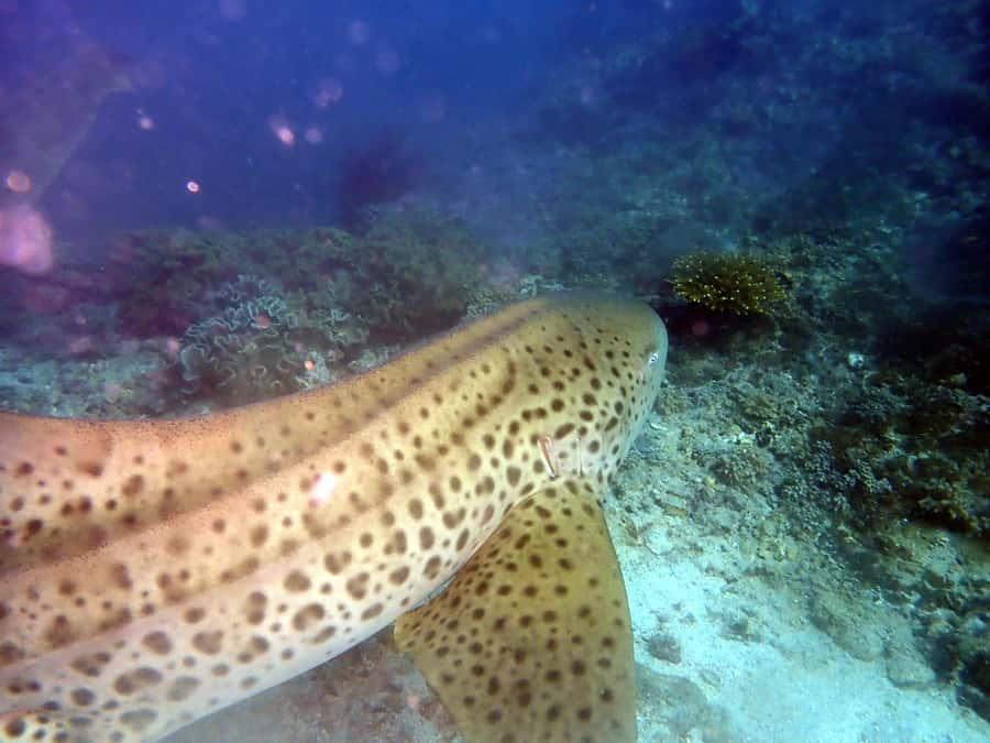 Dimaniyat Islands Scuba Diving Trip - From Rabdan to Alseeb Marina: getting started smoothly