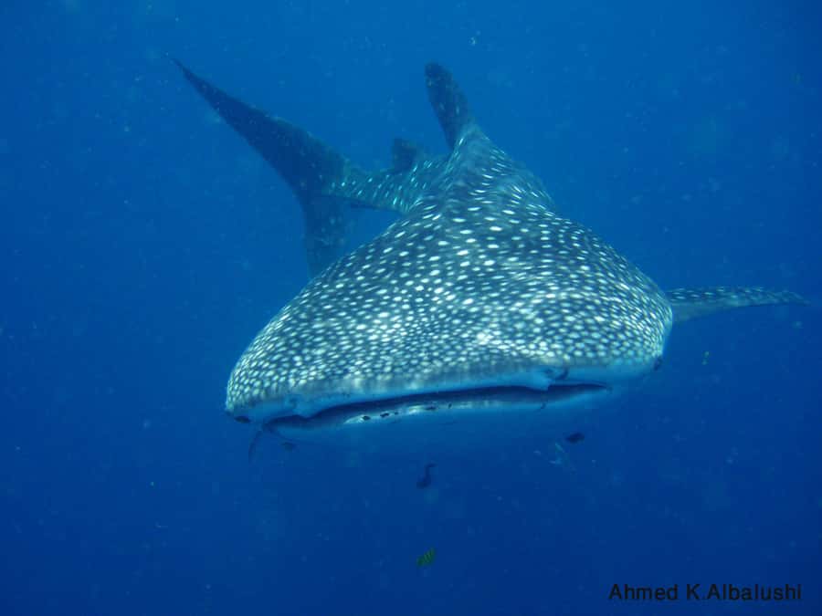Dimaniyat Islands Scuba Diving Trip - Underwater session #1: buddy checks, weight support, and first sightings