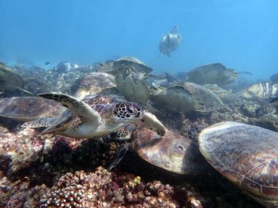 Dimaniyat Islands Scuba Diving Trip - The boat ride to Dimaniyat Islands: what that 30 minutes buys you