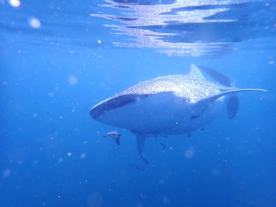 Dimaniyat Islands Scuba Diving Trip - Underwater session #2: reefs, more fish, and staying present