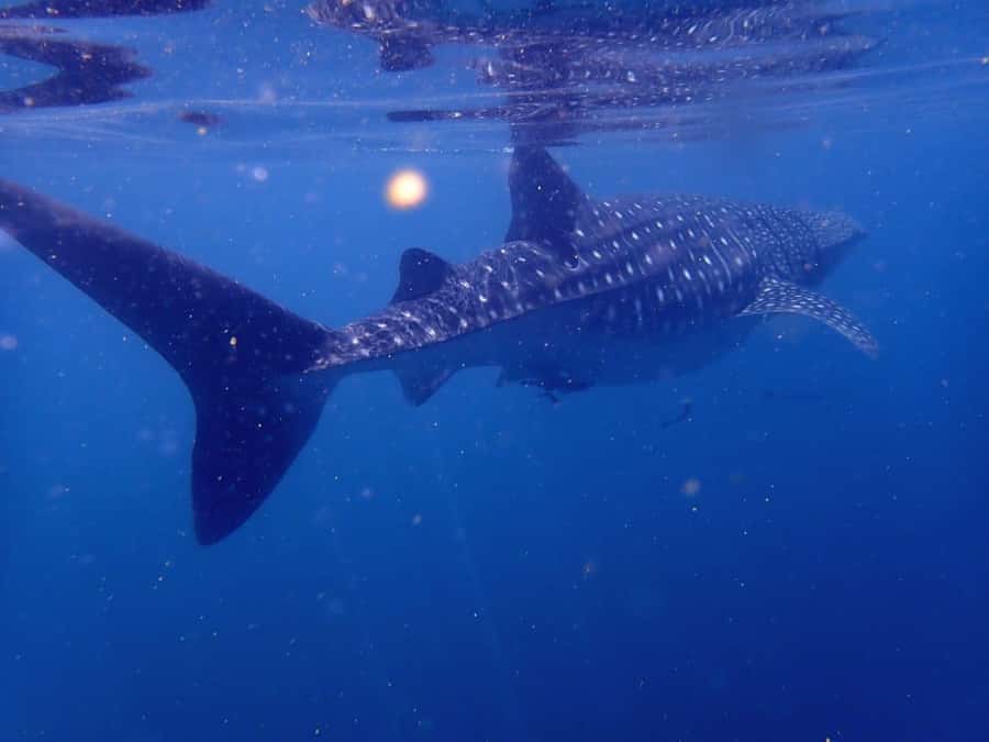 Dimaniyat Islands Scuba Diving Trip - Lunch-and-return timing: why the schedule feels right