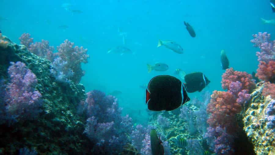 Dimaniyat Islands Scuba Diving Trip - What’s included vs. what you must arrange