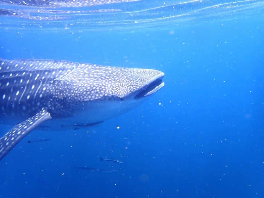 Dimaniyat Islands Scuba Diving Trip - Who this Dimaniyat trip suits best (and who should skip it)