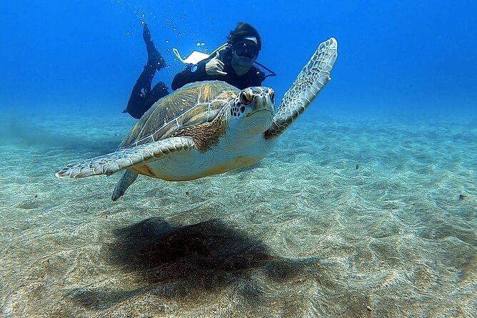 Discover beginner diving in Tenerife - Key highlights (what makes this work)