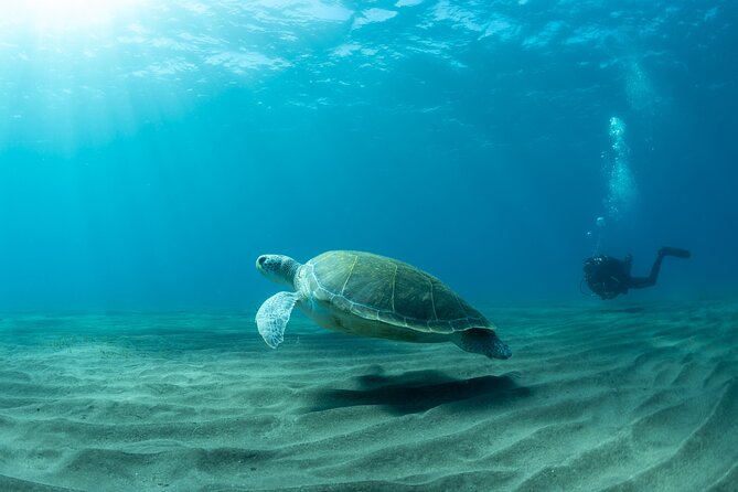 Discover beginner diving in Tenerife - Beginner Scuba in Abades: A Simple Plan That Works