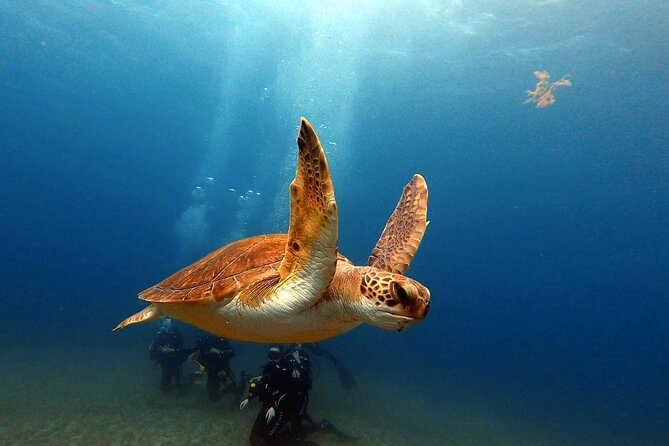Discover beginner diving in Tenerife - The 2 Hours 30 Minutes: What the Day Likely Feels Like