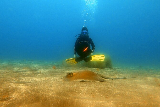 Discover beginner diving in Tenerife - Instructor Quality: Why Pedro’s Style Gets Mentioned