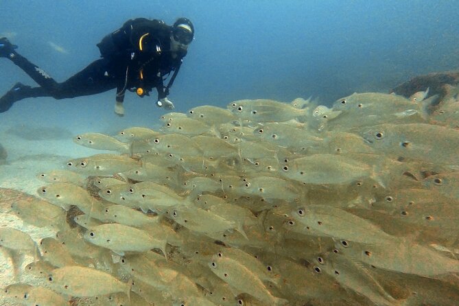 Discover beginner diving in Tenerife - What You’ll See Underwater (and Why the Shallow Limit Helps)