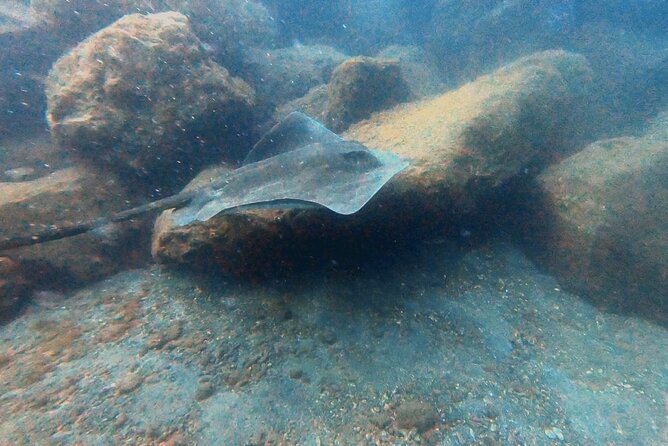 Discover beginner diving in Tenerife - Included Extras That Make This Feel Like a Real Deal