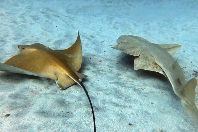 Discover beginner diving in Tenerife - Price and Value: Is $90.02 Worth It in Tenerife?