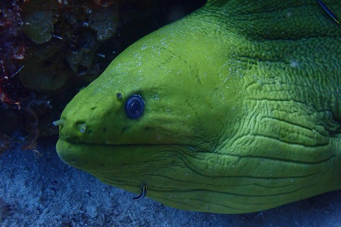 Discover Diving in Curacao - Meeting Point and Timing That Actually Matter