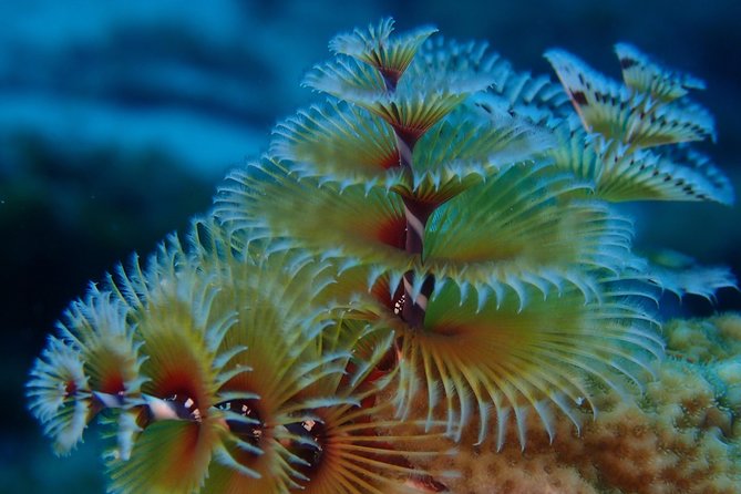 Discover Diving in Curacao - Equipment Included: Quick Fit, Less Anxiety