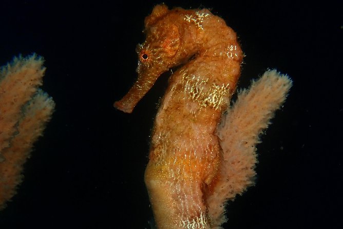 Discover Diving in Curacao - Reef Restoration and Coral Cloning: Seeing the Effort Underwater