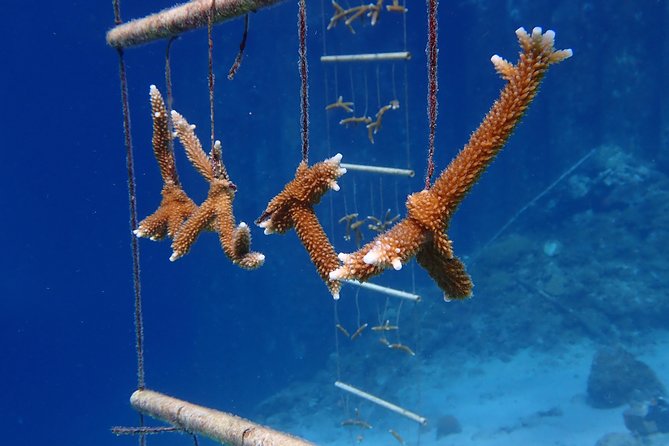 Discover Diving in Curacao - Small Groups of 4: Why This Course Feels Less Like a Production