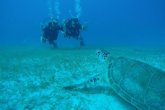 Discover Fajardo: 2-Tank Scuba Diving - Key things I’d put on your radar