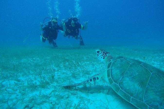 Discover Fajardo: 2-Tank Scuba Diving - Cordillero Reef System: What You’ll Likely See Offshore