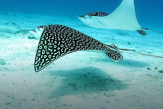 Discover Fajardo: 2-Tank Scuba Diving - Meet the Crew: What Makes This Operator Feel Safe