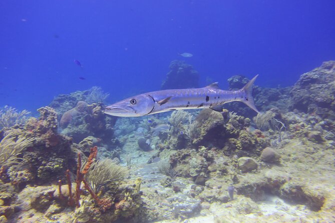 Discover Scuba - Instructors Who Set You at Ease: Dan, G, Alex, and Marcus