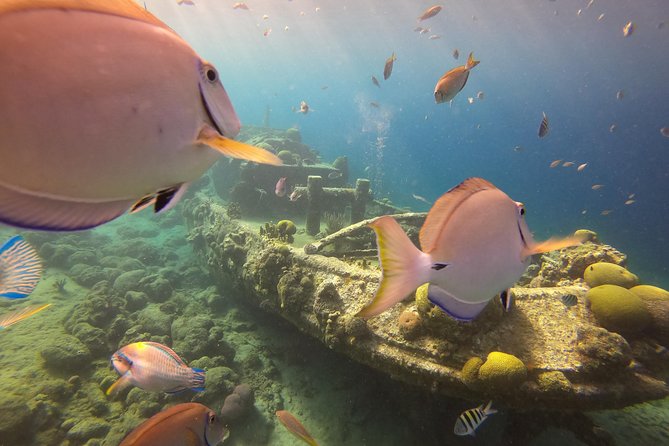 Discover Scuba Dive in Curacao - Equipment, reef tax, and why $125 can be fair value