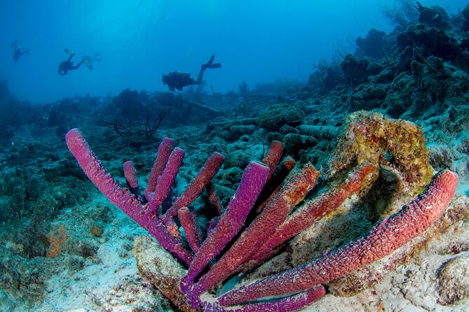Discover Scuba Dive in Curacao - Who should choose this program (and who should think twice)