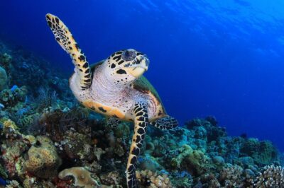 Discover Scuba Diving - Getting There Without Stress: Pickup, Start Time, and What To Bring